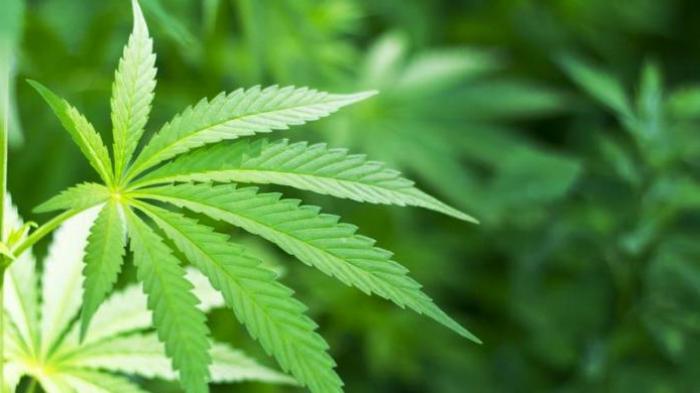 Ilustrasi Daun Ganja