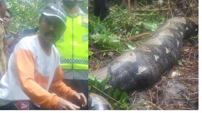 Warga menemukan ular piton yang menelan warga di Desa Terjun Gajah, Kecamatan Betara, Kabupaten Tanjung Jabung Barat, Jambi, Senin (24/10/2022) lalu.
