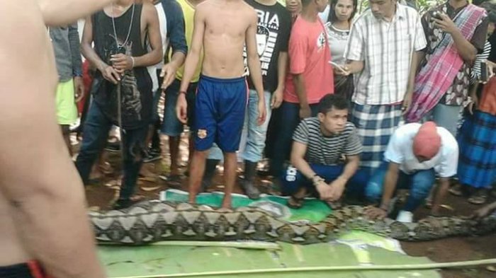 Wanita 54 Wa Tiba dimangsa piton 7 meter. Tubuh korban ditemukan utuh dalam setelah perut ular piton dibelah