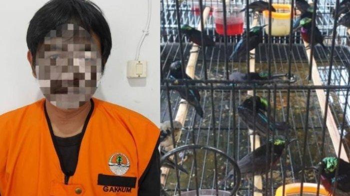 Pegawai Bea Cukai Ketapang Kalimantan Timur berinisial KW ditangkap atas kasus penyeludupan hewan dilindungi. 