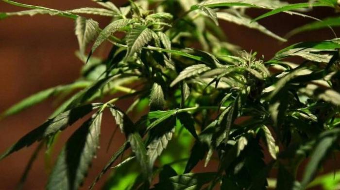 Tanaman ganja terlihat di sebuah pameran produk dan derivatif ganja untuk pengobatan di Bogota, Kolombia, 22 Desember 2015.