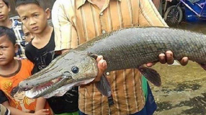 Ikan Aligator