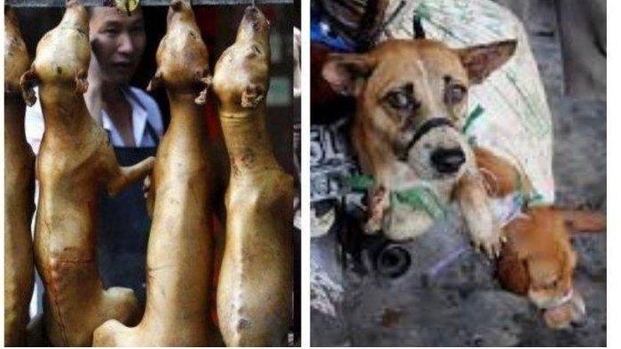 Ilustrasi-Daging anjing untuk dikonsumsi