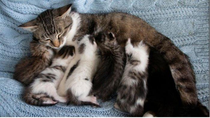 Ilustrasi kucing beranak