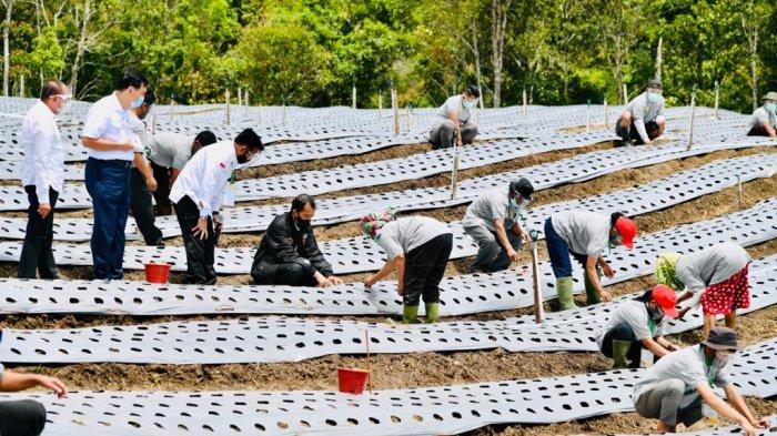 Presiden Jokowi tinjau Food Estate di Humbang Hasundutan, Sumatera Utara, Selasa (27/10/2020). Sumatera Utara telah menyiapkan lahan seluas 60 ribu hektar untuk Food Estate di 4 Kabupaten yaitu, Kabupaten Humbang Hasundutan, Tapanuli Utara, Tapanuli Selatan, dan Pakpak Bharat.