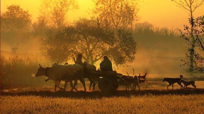 PERGI KE SAWAH- Aktivitas para petani saat memulai hari dengan pergi ke sawah untuk melakukan aktivitas pertanian.