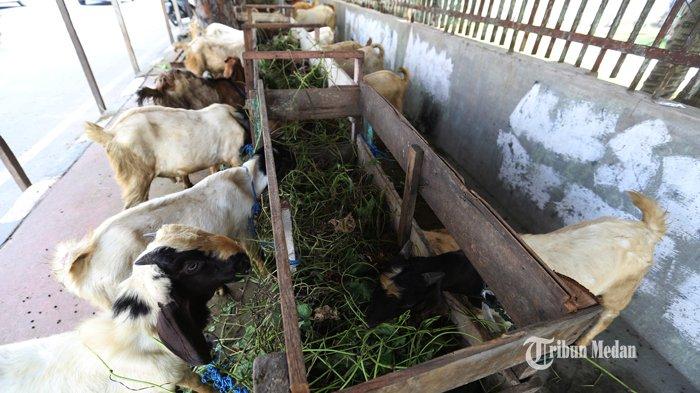 Penjual berada di dekat kambing dagangannya di Jalan Adam Malik, Medan, Sumatera Utara, Selasa (30/7/2019).TRIBUN MEDAN/RISKI CAHYADI