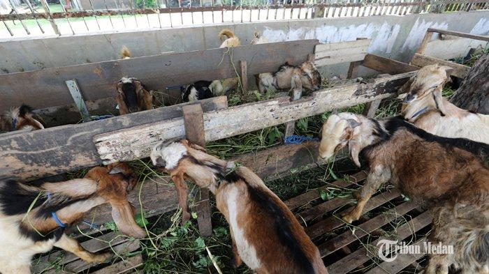 Penjual berada di dekat kambing dagangannya di Jalan Adam Malik, Medan, Sumatera Utara, Selasa (30/7/2019).TRIBUN MEDAN/RISKI CAHYADI