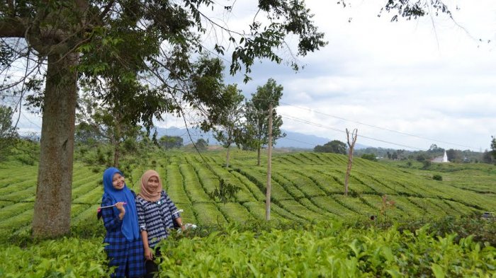 Wisatawan lokal tampak berfoto di Kebun Teh Bah Butong, Sidamanik dan Tobasari, di Kecamatan Sidamanik, kabupaten Simalungun, Pematangsiantar. (Tribun-Medan.com/ Silfa Humairah)