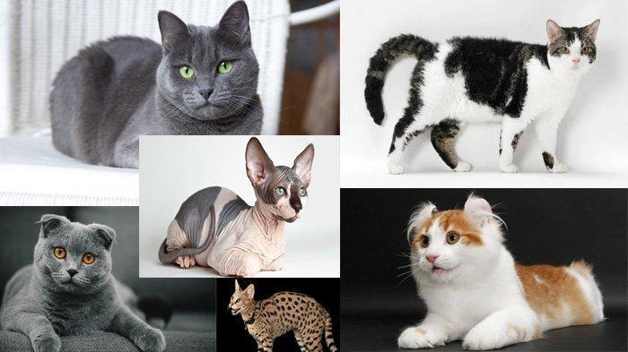 Kenali 9 Jenis Kucing dengan Harga Mahal, Ada yang Capai Rp 1,7 Miliar ...