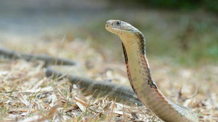 Ular king cobra