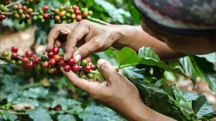 Kopi Sidikalang yang memiliki citarasa khas