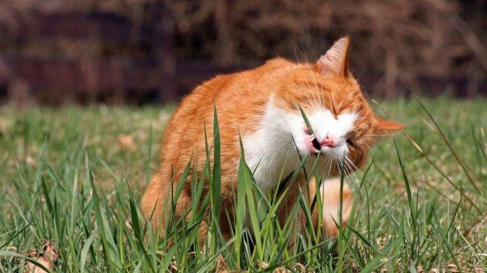 Kucing makan rumput