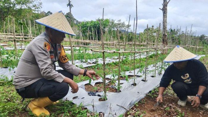 Kapolsek Sosopan AKP Irmanto bersama jajarannya memantau lahan kelompok tani Desa Sosopan. Langkah ini diambil untuk mendukung program ketahanan pangan di Kecamatan Sosopan, Kabupaten Palas.