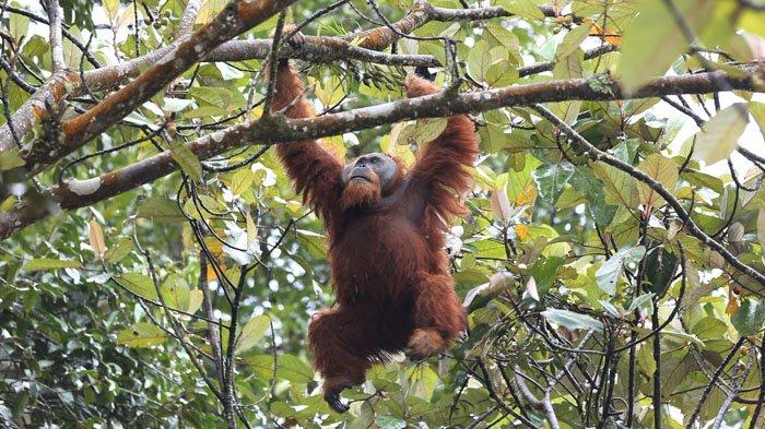 Orang utan muncul di sekitar hutan yang berdekatan dengan kawasan Danau Lau Kawar, Kabupaten Karo, Jumat (19/6/2020).