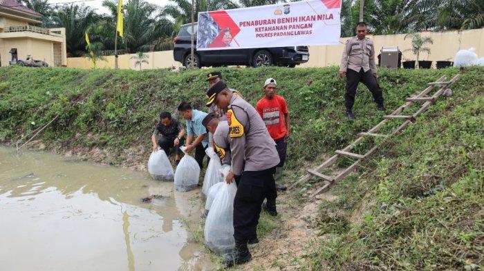 Dalam rangka mendukung ketahanan pangan nasional, Polres Padanglawas melaksanakan program penyebaran ribuan benih ikan nila di kolam yang berada di Mapolres Padanglawas pada Kamis (09/01/2025).