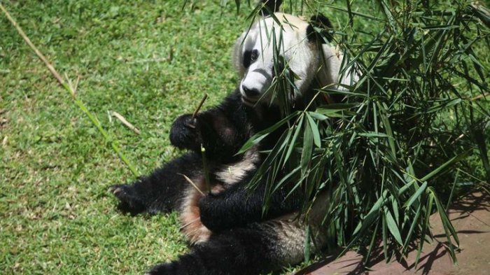 Seekor panda (Ailuropada melanoleuca) asal China diperlihatkan seusai proses karantina di Istana Panda Indonesia, Taman Safari Indonesia Bogor, Jawa Barat, Rabu (1/11/2017). Sepasang panda, Cai Tao (jantan) dan Hu Chun (betina) yang berasal dari pengembangbiakan di China Wildlife Conservation Association (CWCA) akan diperkenalkan untuk publik pada November 2017 ini.(KOMPAS.com/ANDREAS LUKAS ALTOBELI)