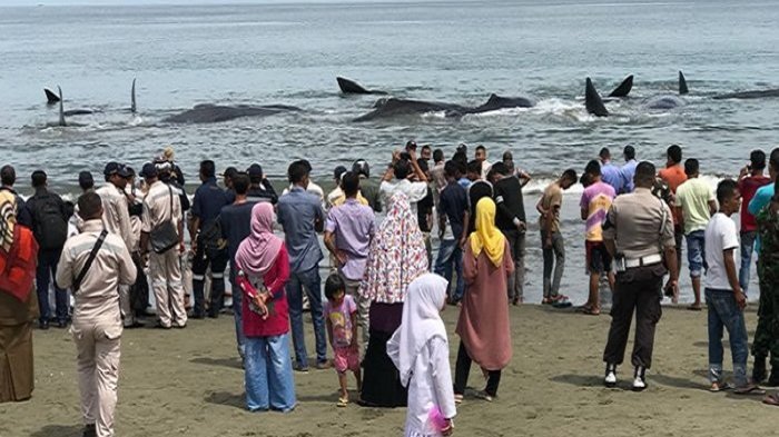 Warga melihat kawanan ikan paus yang terdampar di perairan dangkal Pantai Ujong Kareung, Kecamatan Mesjid Raya, Kabupaten Aceh Besar, Provonsi Aceh, Senin (13/11/2017).