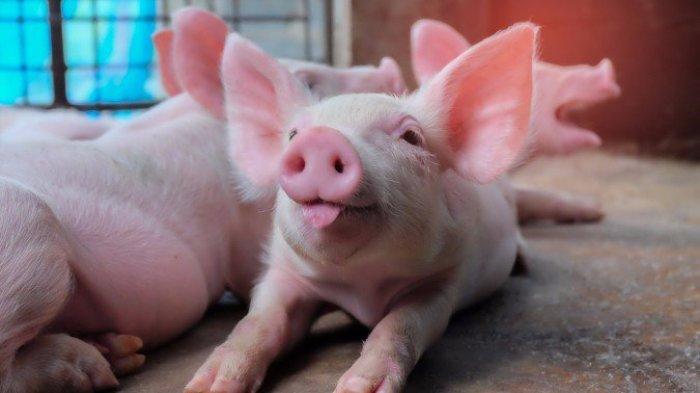 ILUSTRASI Babi. (SHUTTERSTOCK)