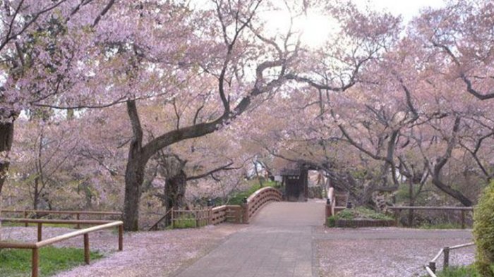 Taman Takatojoshi Koen di daerah Shinshu, Prefektur Nagano, Jepang, merupakan sebuah taman yang terkenal sebagai tempat melihat bunga sakura. Setiap tahun, sekitar 200.000 wisman datang ke taman ini.(KARAKSA MEDIA)