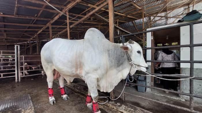 Sapi kurban Presiden Indonesia, Joko Widodo yang berasal dari Peternakan Bang Yanto (YT) Farm yang berada di Jalan Labu, Kelurahan Paya Roba, Kecamatan Binjai Barat, Kota Binjai, Sumatera Utara, Jumat (14/6/2024).