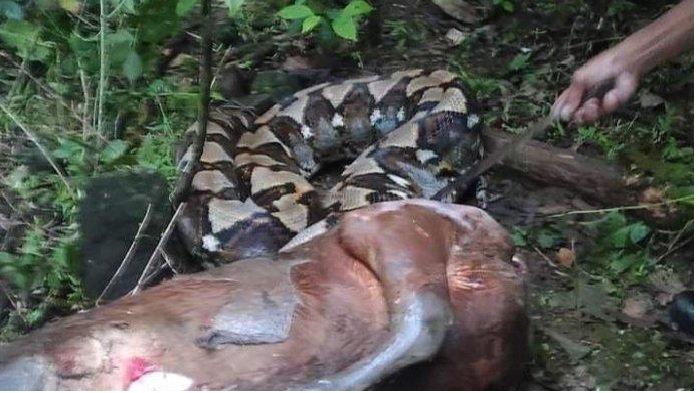 FOTO Penampakan ular piton yang ditangkap warga usai mangsa sapi berusia satu tahun di Bellabori, Kecamatan Parangloe Kabupaten Gowa, Sulawesi Selatan (Sulsel).