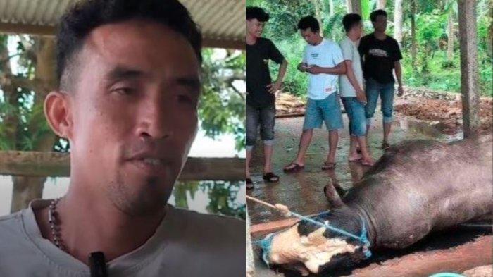 Sapi kesayangan Dedi Irawan yang merupakan pesanan Presiden Prabowo mendadak mati. Sapi jantan berbobot lebih dari satu ton itu sudah resmi dipilih oleh pihak Istana Kepresidenan sebagai sapi kurban Presiden Subianto untuk lebaran nanti