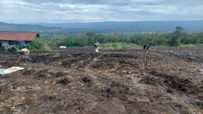 Pada tahap kedua ini, petani terlihat sedang melakukan penanaman jagung di lahan food estate, Desa Ulumerah, Kecamatan sitellu Tali Urang Julu, Kabupaten Pakpak Bharat, Sumatera Utara, Senin (18/9/2023). (Diskominfo Pakpak Bharat)