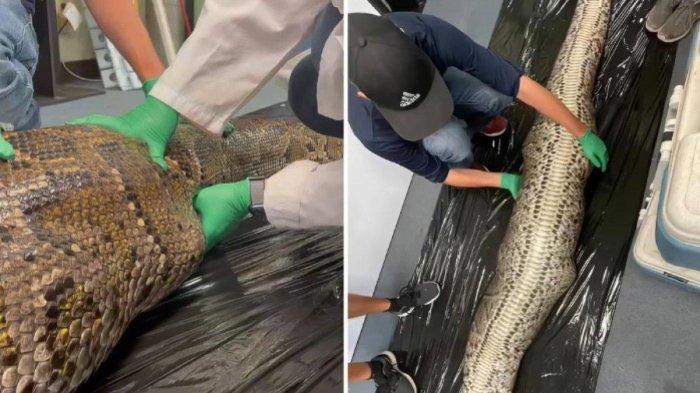 Ular Piton ditangkap warga 