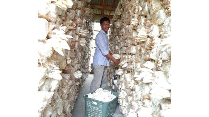 Usman Aziz, mahasiswa semester akhir Program Studi Agribisnis, Fakultas Pertanian, Universitas Simalungun, ditengah usaha jamur tiramnya yang berlokasi di Nagori Dolok Merangir, Kecamatan Dolok Batu Nanggar, Kabupaten Simalungun.