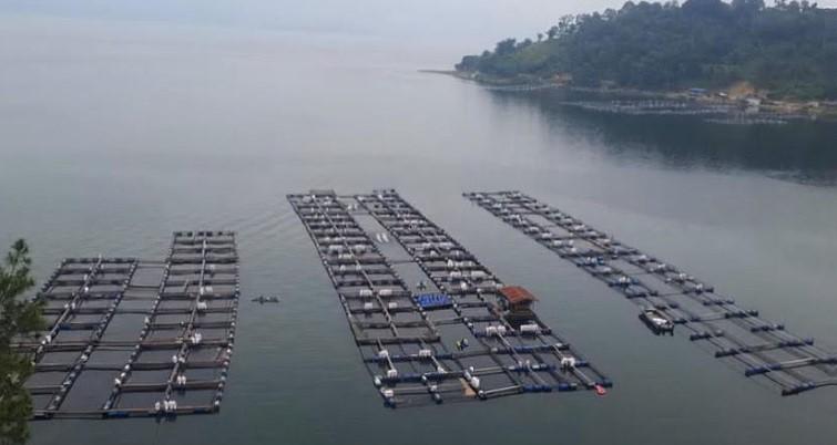 KJA Danau Toba Overs kapasitas, Menteri LH ajak 7 bupati rembuk