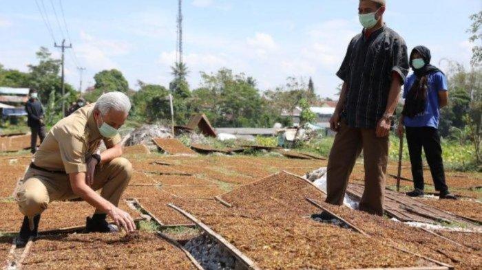 Gubernur Jawa Tengah, Ganjar Pranowo, saat meninjau petani tembakau di Temanggung beberapa waktu lalu.
