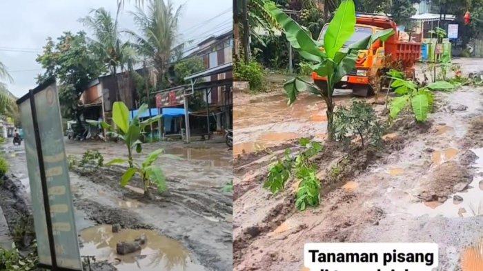 Kondisi Jalan Raya Tayu-Dukuhseti, tepatnya di Desa Alasdowo, Kecamatan Dukuhseti, Pati, yang rusak parah dan ditanami aneka tanaman oleh warga, Rabu (8/1/2025).