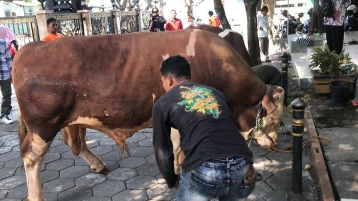 Serah terima sapi hewan kurban dari Prabowo Subainto yang disampaikan Ketua DPC Partai Gerindra Kabupaten Demak, Maskuri, kepada takmir Masjid Agung Kabupaten Demak, Selasa (27/6/2023).
