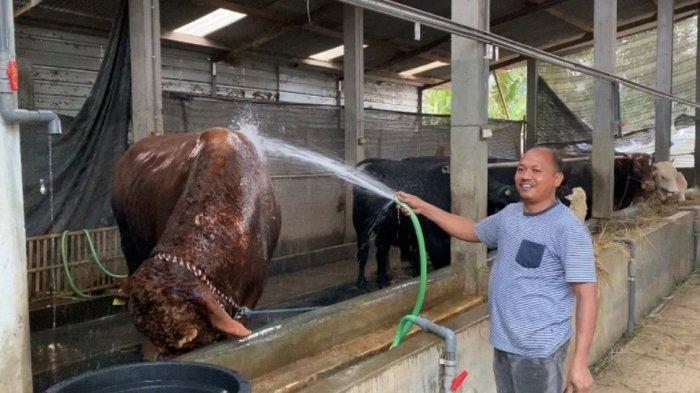 Seorang peternak sapi warga Desa Mendiro, Kecamatan Ungaran Timur, Kabupaten Semarang, Sutrisno, sedang memandikan sapi limosin berbobot 1,042 ton, miliknya di kandang dekat rumahnya, Rabu (21/6/2023) sore. Sapi berjenis limosin tersebut merupakan satu di antara lima sapi miliknya yang rencananya akan dibeli Presiden Jokowi untuk kurban saat Iduladha 2023 di Solo.