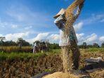 Ilustrasi-petani-sedang-memanen-padi-di-sawah-gabah-beras.jpg