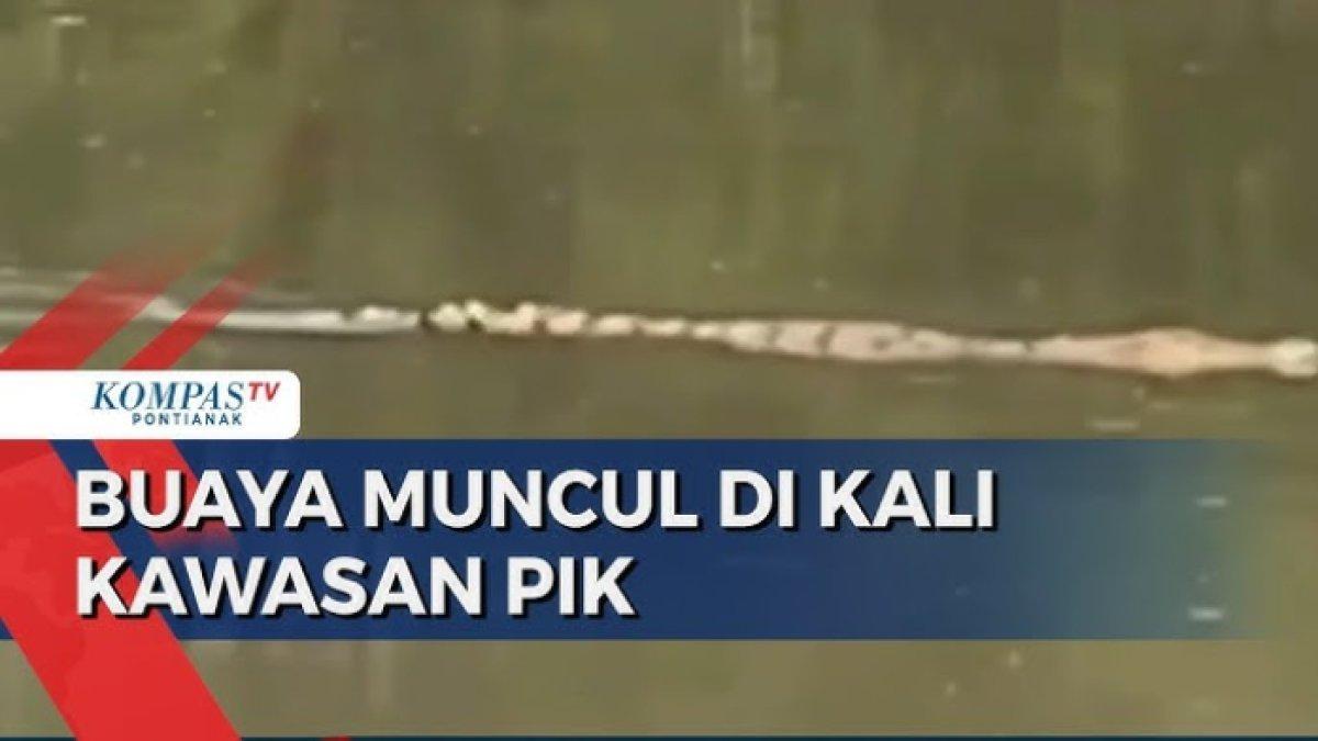 2 buaya berukuran besar muncul di kali Cengkareng Drain kawasan PIK