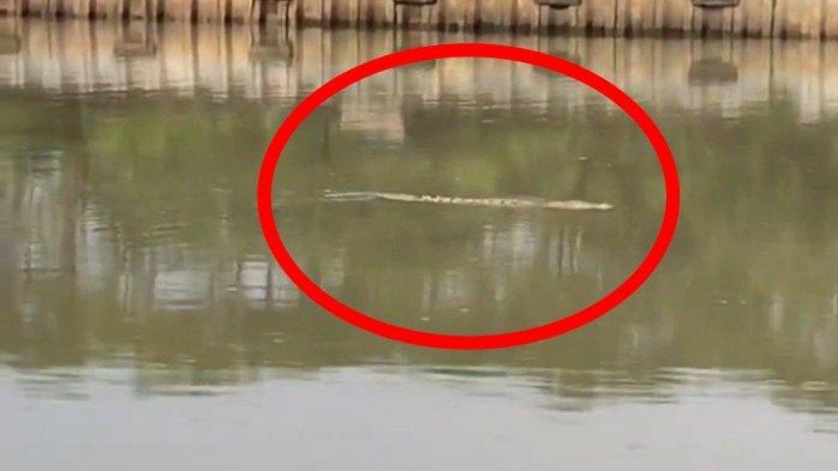 2 buaya di Kali Cengkareng drain kawasan PIK gegerkan warga