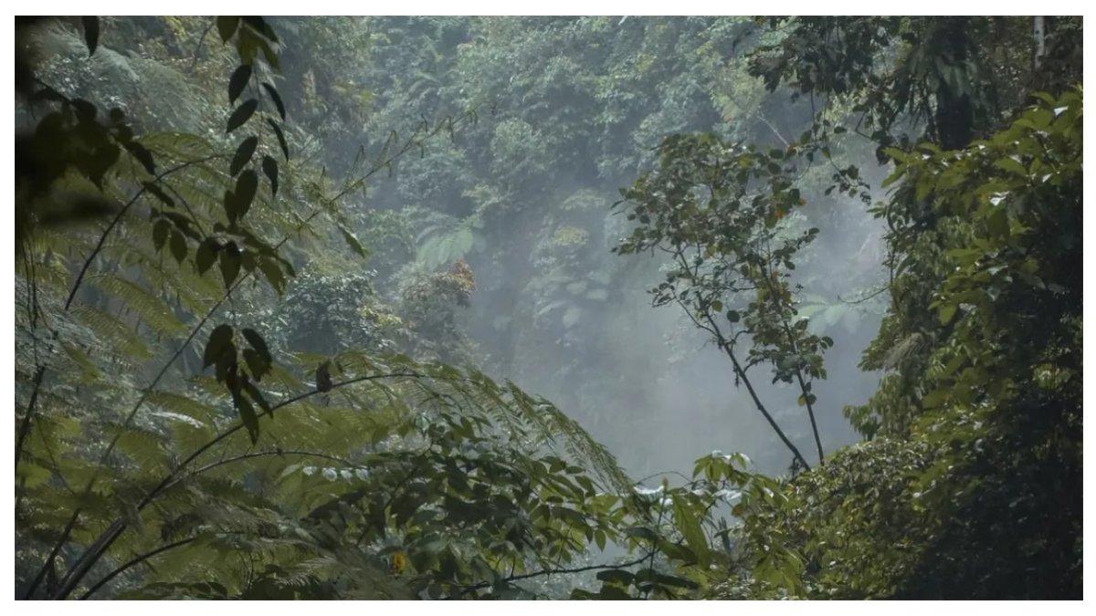 Suasana hutan di air terjun languik tinggi