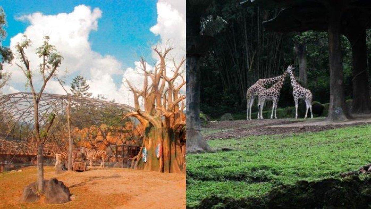 TEMPAT WISATA BOGOR - 3 rekomendasi tempat wisata Bogor yang tawarkan suasana Afrika. Bahkan kamu bisa menemui secara langsung hewan-hewan langka dari Madagaskar.