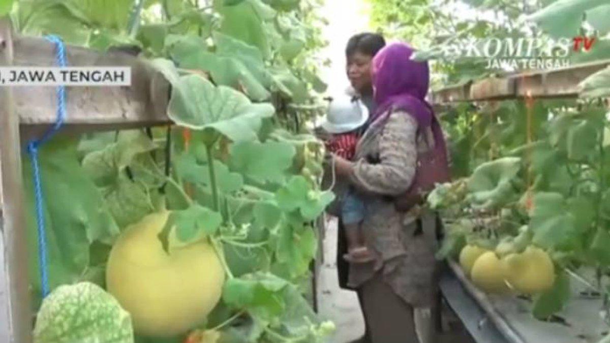 WISATA AGRO KLATEN: 5 fakta wisata agro petik melon di Klaten dengan harga 20 ribu rupiah saja per kilo