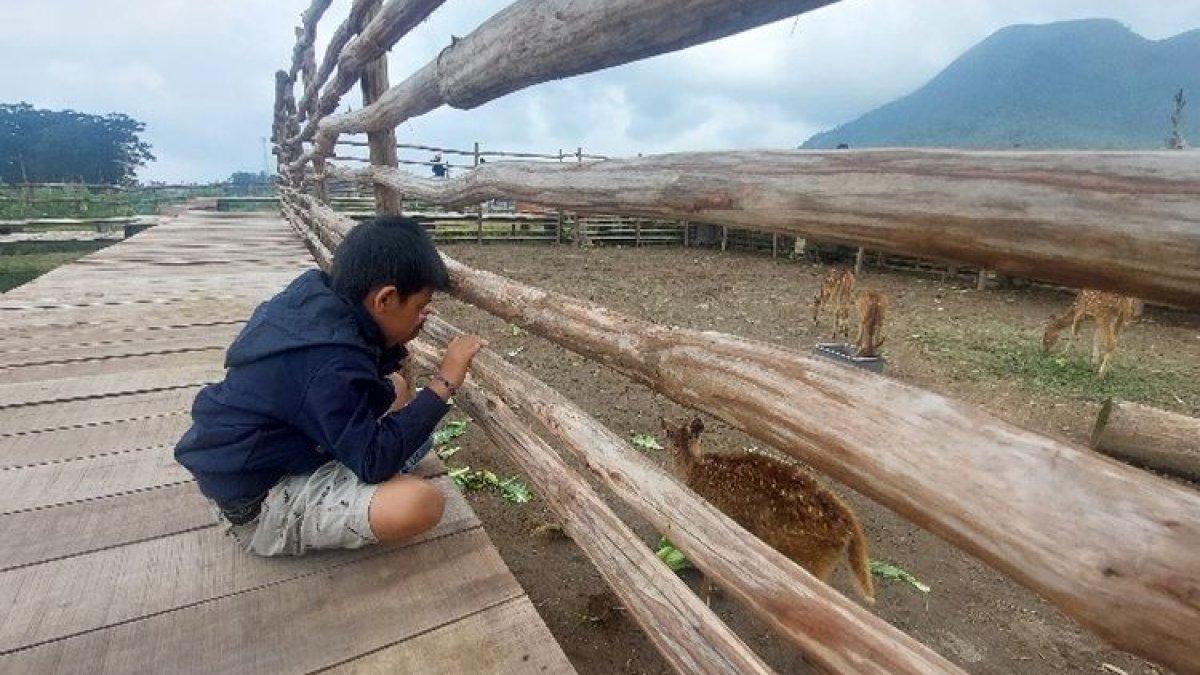 WISATA MAGELANG: Adanya rusa di Hutan Desa menjadikan anak-anak betah bermain dengan latar pegunungan