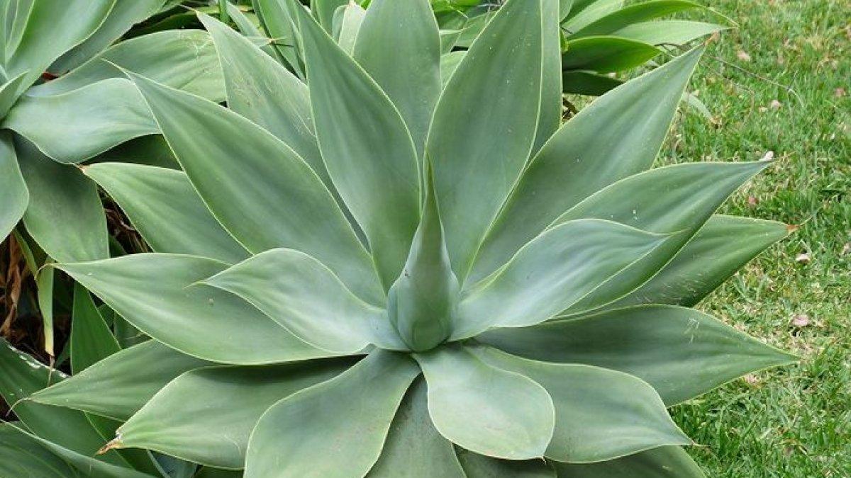Agave