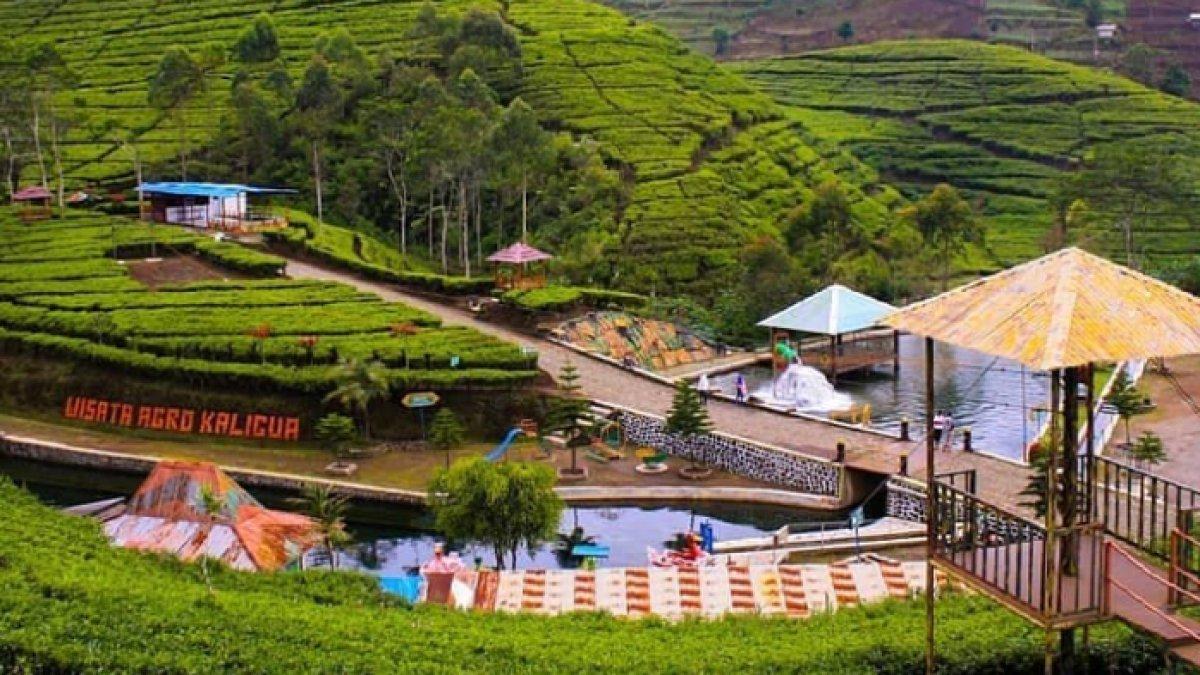 WISATA AIR - Potret Agrowisata Kaligua disadur dari Kompas.com pada Selasa (11/3/2025). Agrowisata Kaligua terletak di Brebes, Jawa Tengah