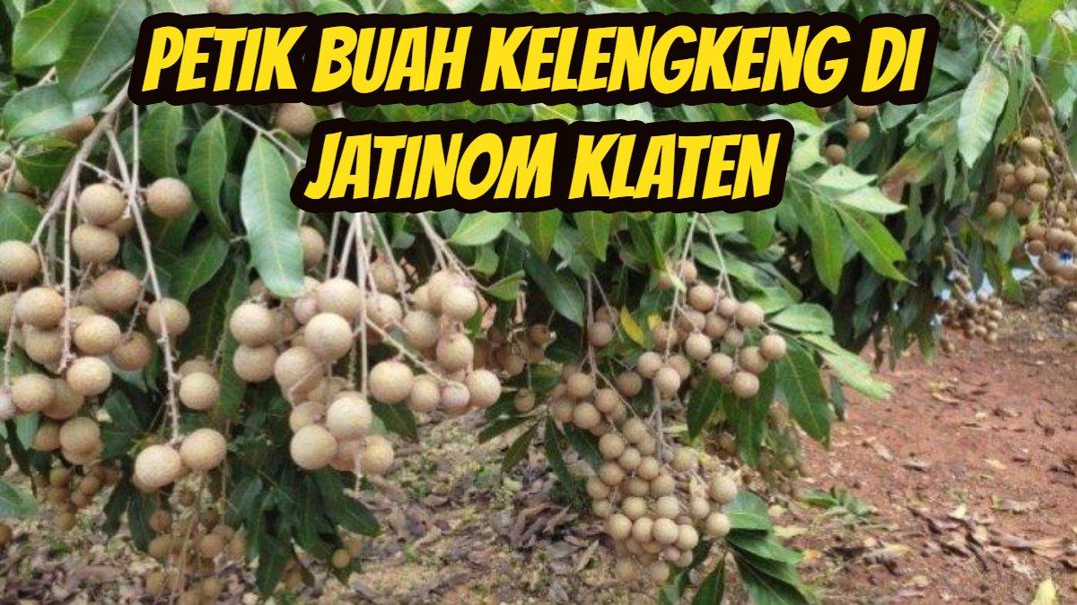 WISATA KLATEN: Agrowisata petik buah kelengkeng di Jatinom, Klaten