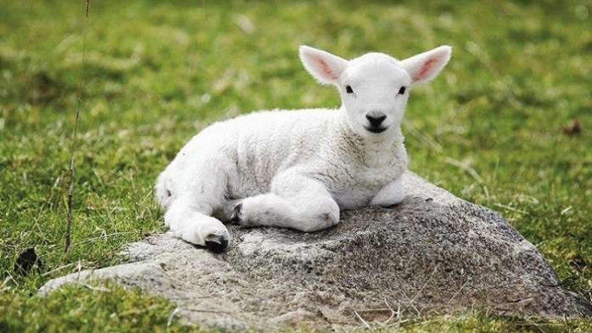Anak kambing domba yang lucu