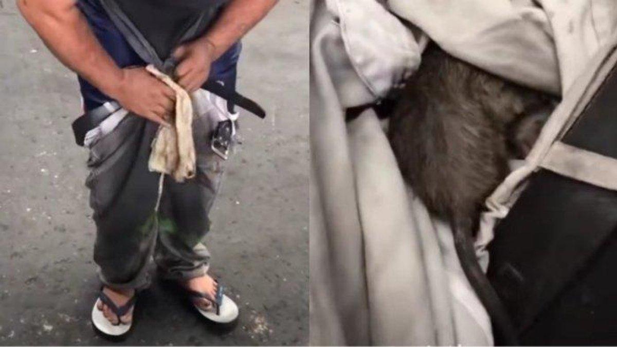 BETAPA paniknya pria ini ketika menyadari ada tikus nyangkut di dalam celananya, pusakanya terancam