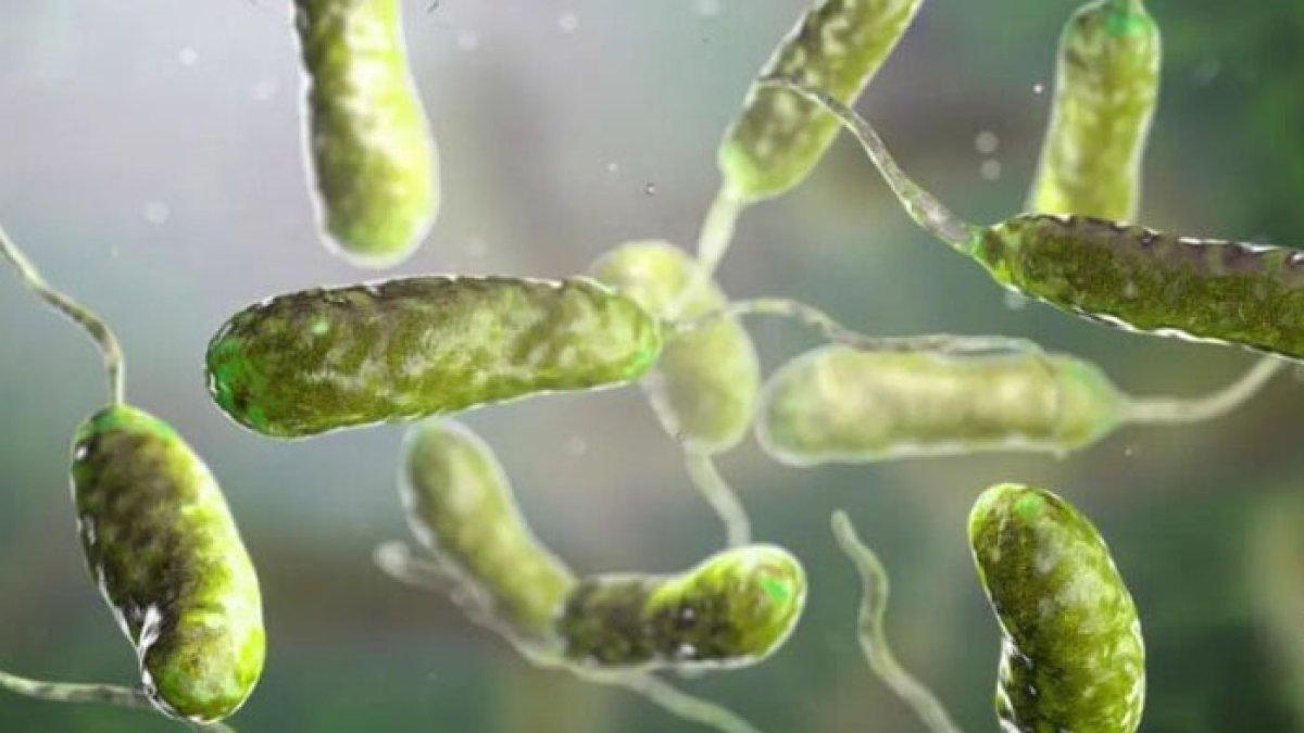 Bakteri pemakan daging