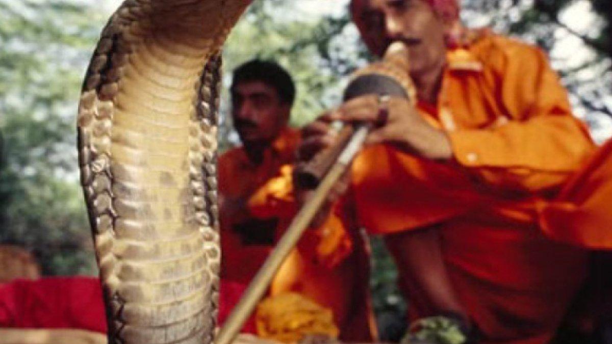 Balas dendam setelah dipatuk ular berbisa, pria di Bihar, India gigit balik ular tersebut hingga mati.