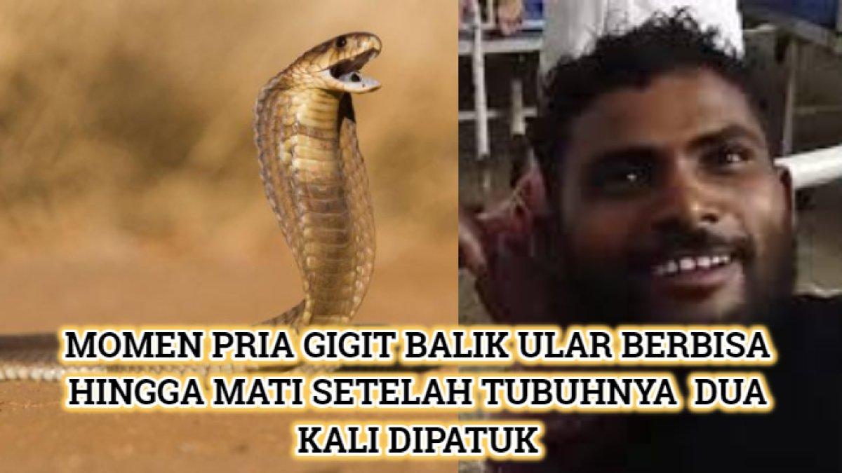 Balas dendam setelah dipatuk ular berbisa, pria di Bihar, India gigit balik ular tersebut hingga mati.